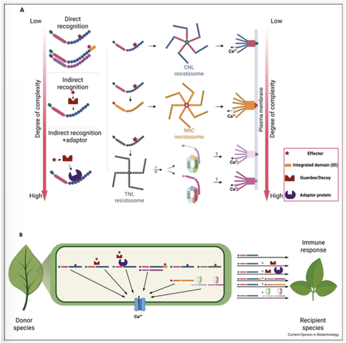 中国农业大学植保学院郭海龙教授课题组应邀发表植物免疫受体应用进展与前景挑战的综述