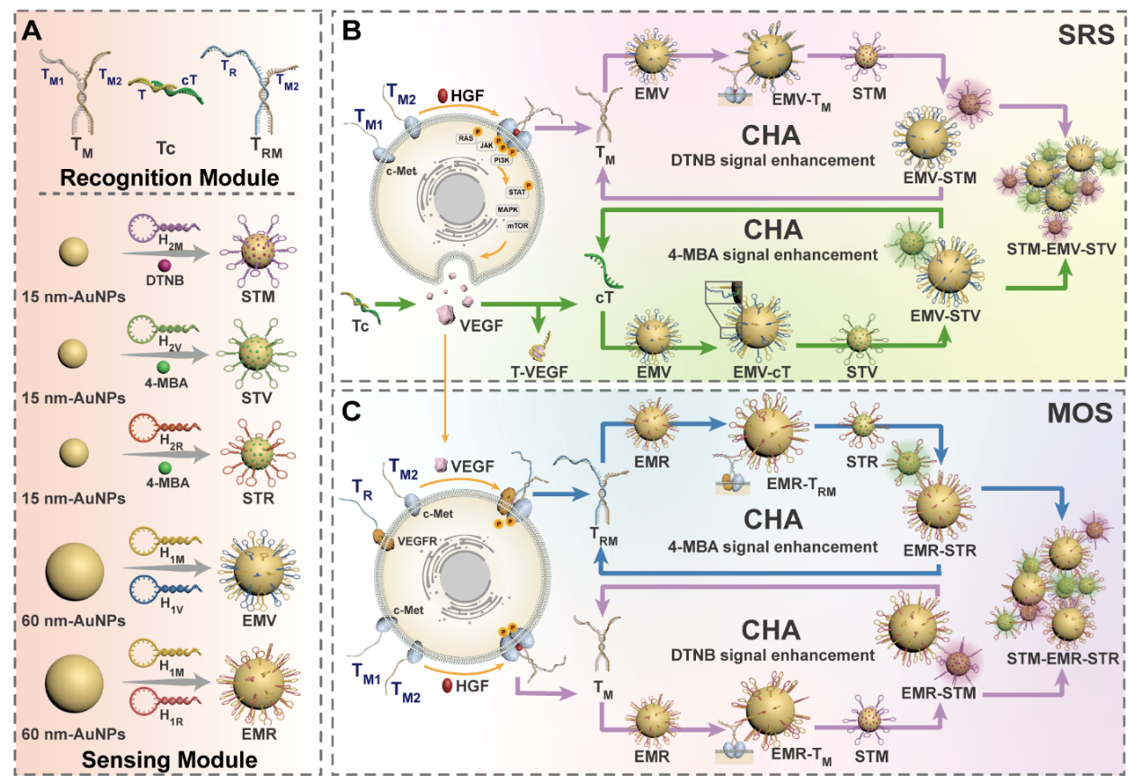 西安交大药学院王嗣岑、解笑瑜教授团队 在药物-受体信号通路检测领域取得重要进展