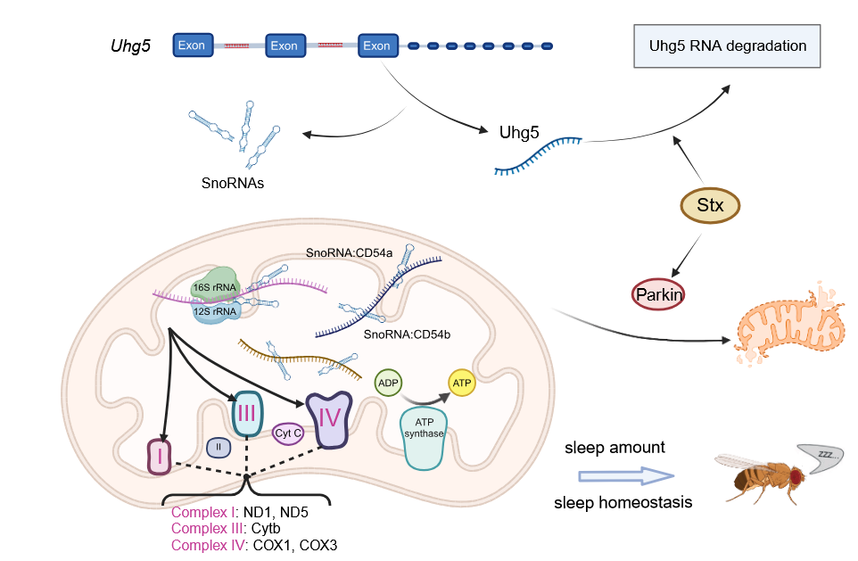 中国农业大学植保学院杜娟教授团队揭示Stuxnet在调控线粒体稳态过程中的新功能
