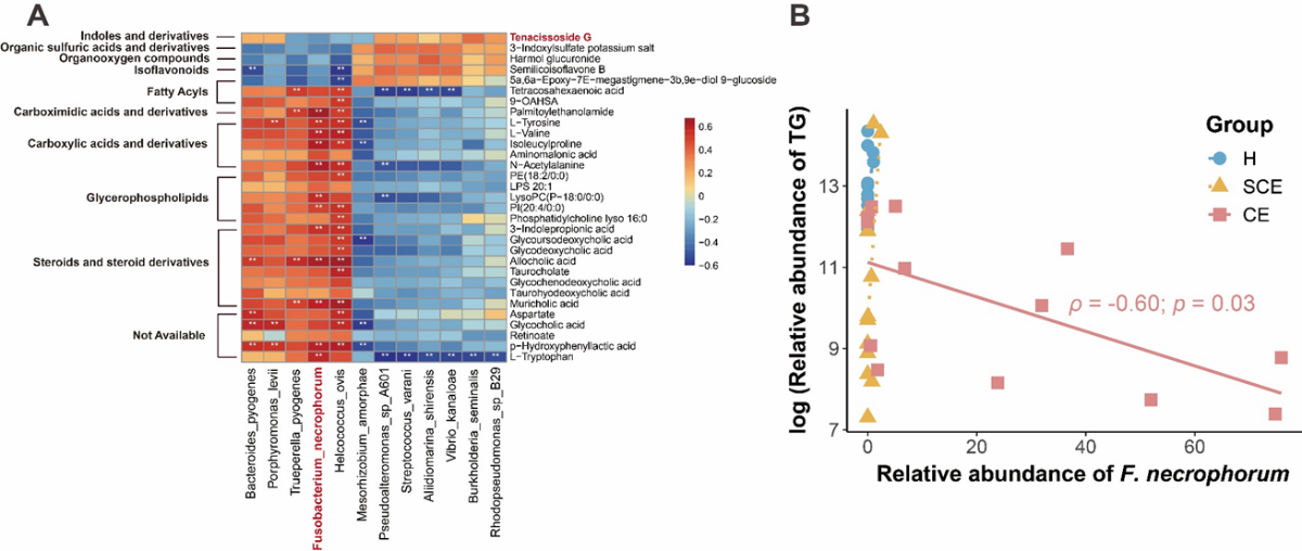 中国农业大学动医学院徐闯教授团队解析奶牛子宫内膜炎子宫微生态特征 挖掘替代抗生素治疗潜在药物通关藤苷G