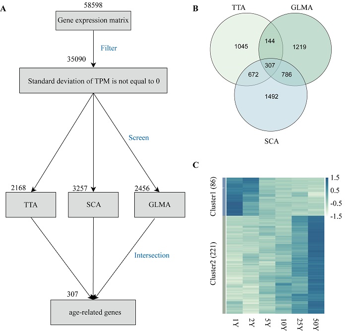 林业所研究团队描绘落叶松时空发育转录图谱