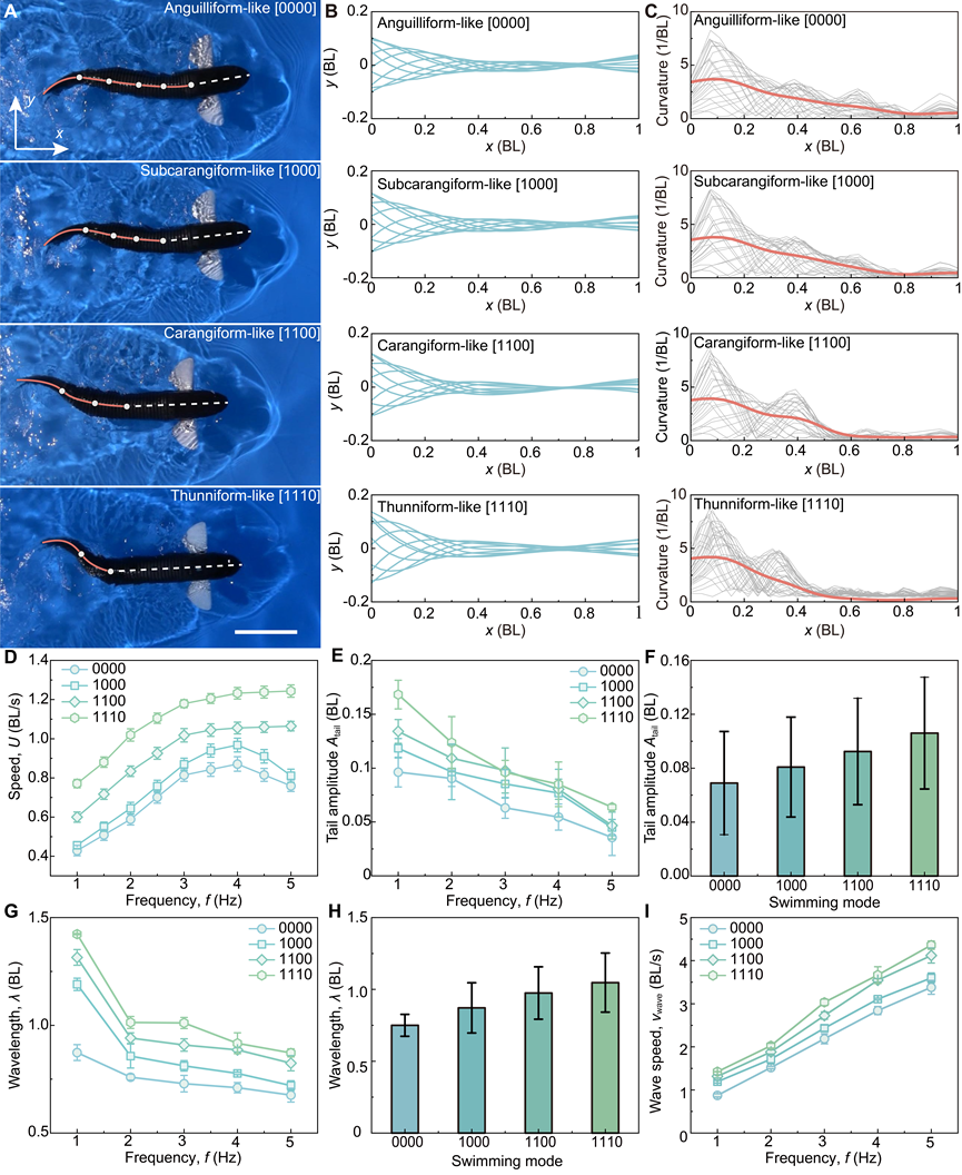 北京大学先进制造与机器人学院喻俊志团队提出多模态软体机器鱼平台，揭示鱼类高速高机动游动内在机理