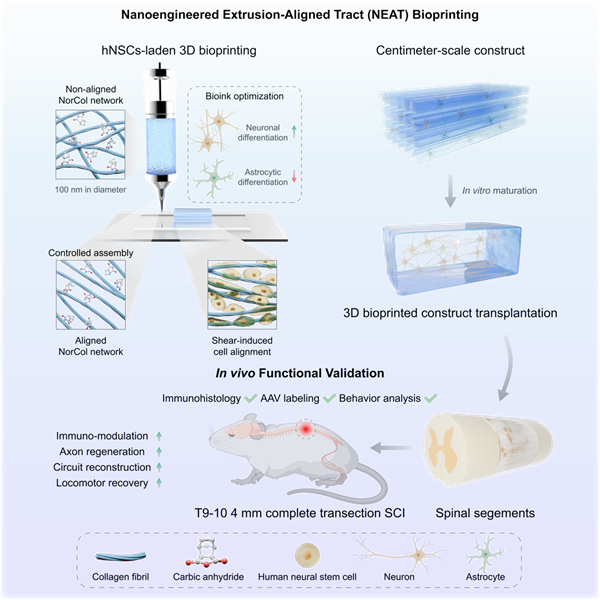 科学家开发出新型生物3D打印技术