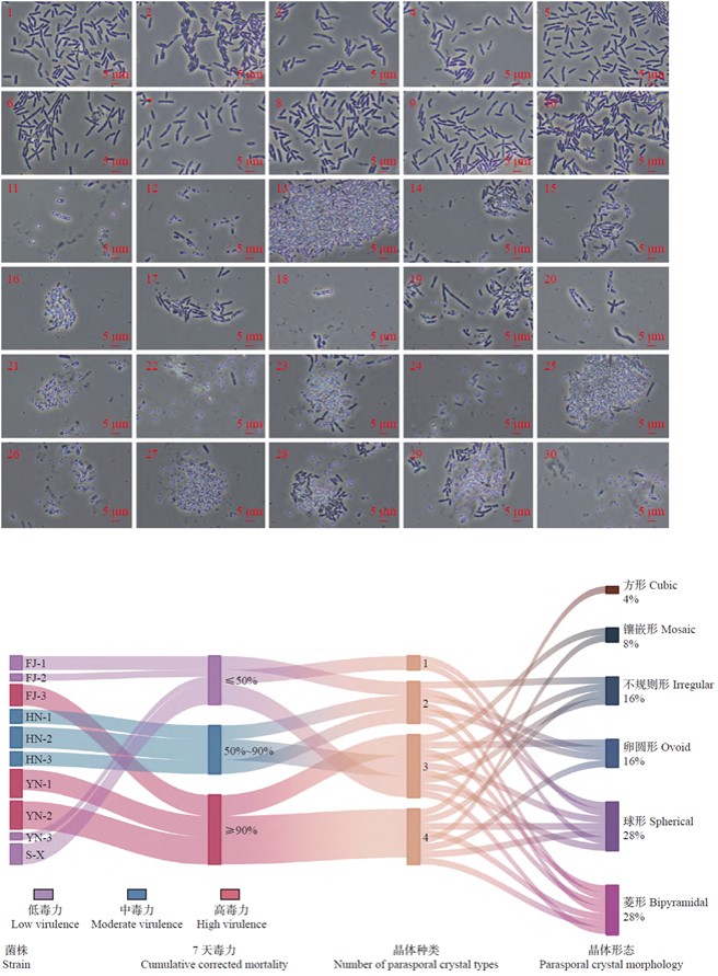 森环森保所筛选出3株柚木驼蛾高毒力的Bt菌株并鉴定其cry杀虫基因