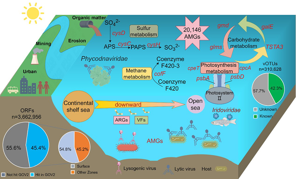 中国海洋大学在海洋病毒多样性与生态作用领域取得新进展