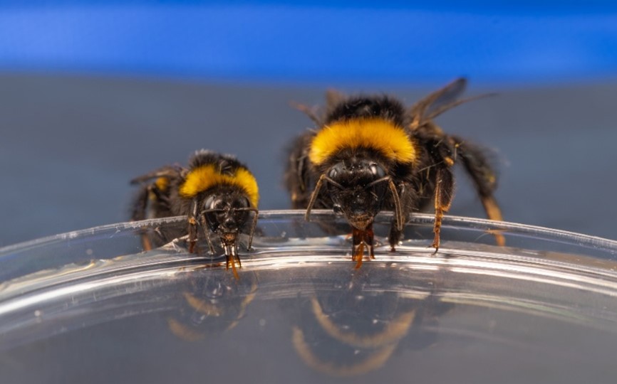 研究破译熊蜂觅食分工机制