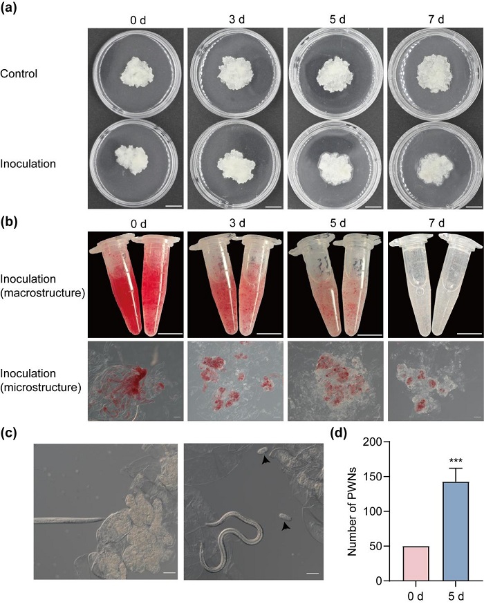 林业所研究团队建立落叶松抗松材线虫病早期评价体系