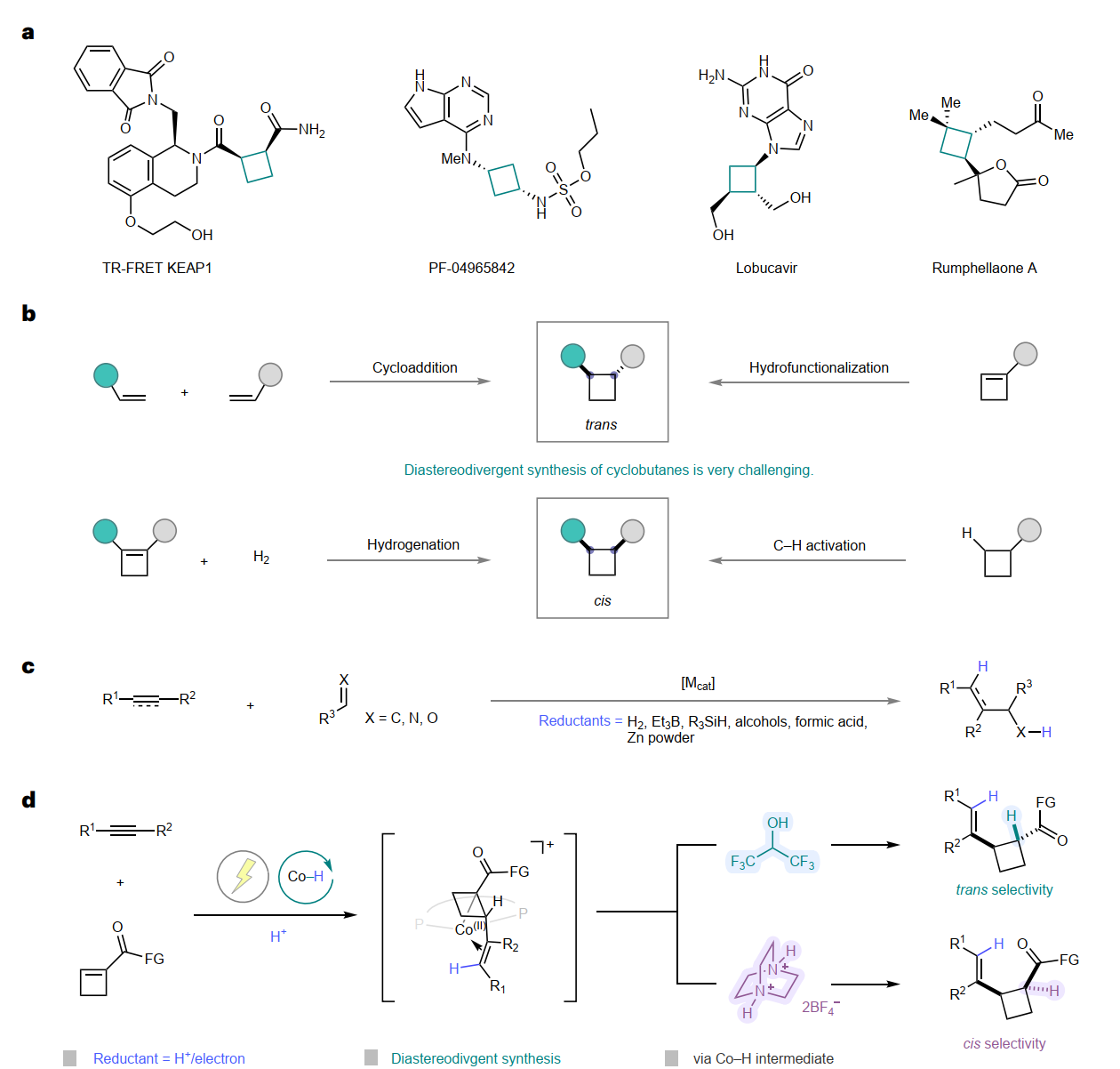 清华大学化学系刘强课题组在环丁烷立体选择性发散式电合成研究领域取得新进展