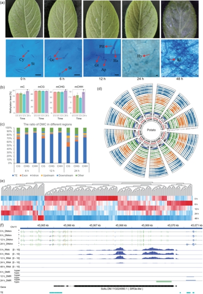 西北农林科技大学（782）农学院单卫星教授团队在马铃薯晚疫病研究领域取得新进展