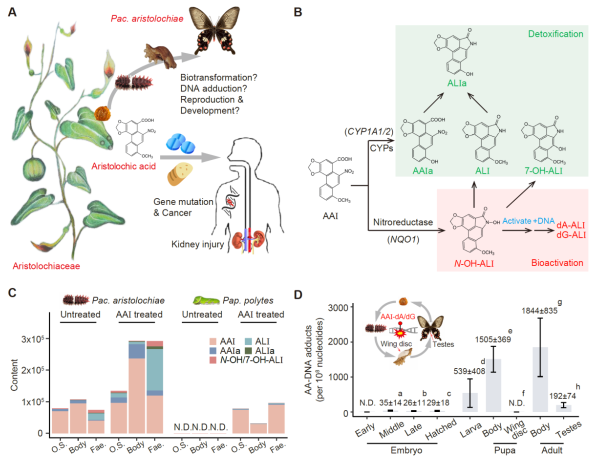 北京大学生命科学学院张蔚课题组与合作者揭示红珠凤蝶马兜铃酸抗性机制