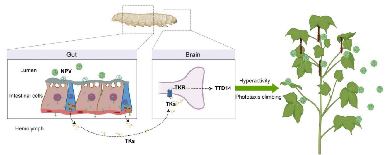 中国农业大学植保学院刘小侠、刘晨曦团队揭示核型多角体病毒调控鳞翅目幼虫上爬行为的神经机制
