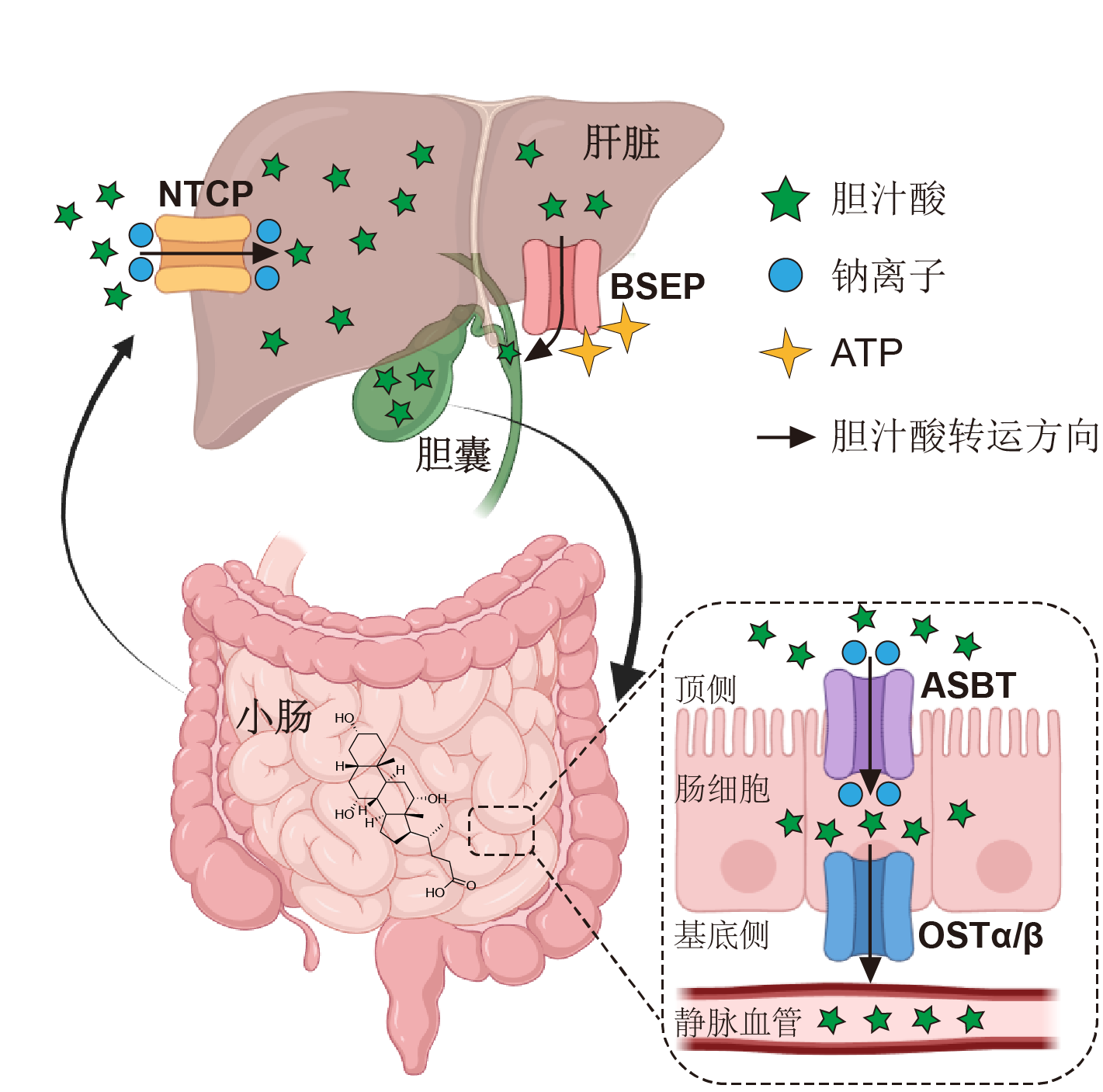 北京大学化学与分子工程学院雷晓光团队与合作者共同解码人体内胆汁酸转运机制