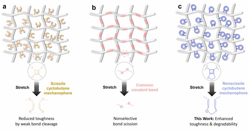 上海交大变革性分子前沿科学中心唐山团队通过极性并环环丁烷增强端连聚合物网络的韧性与可降解性