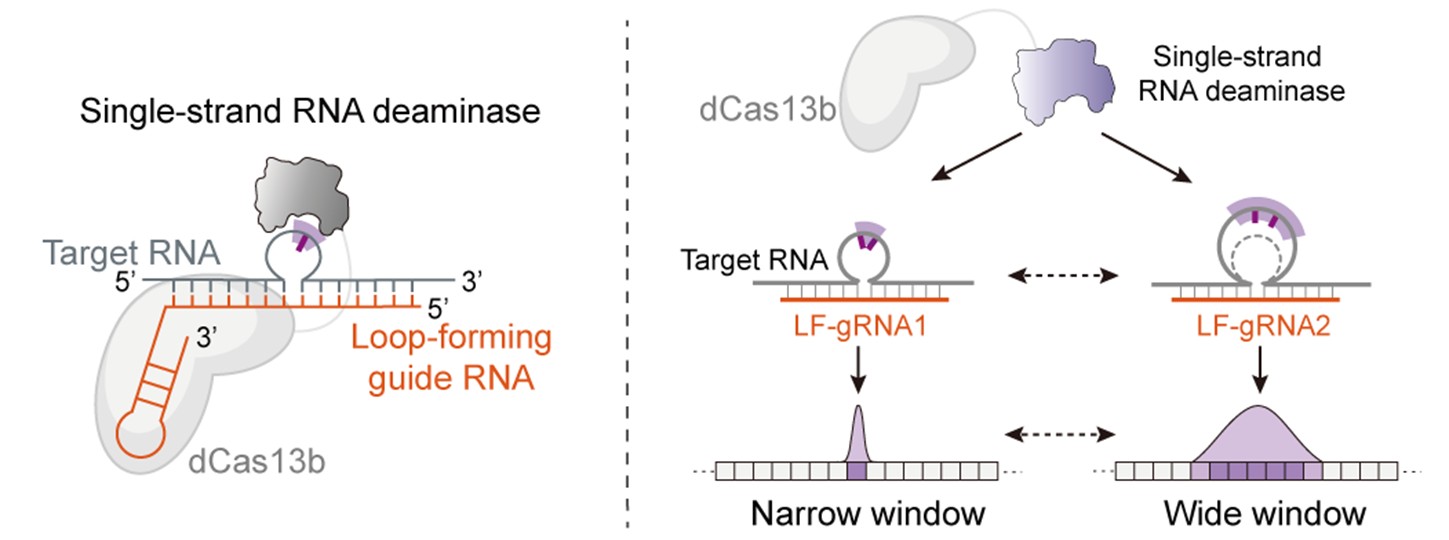 北京大学生命科学学院伊成器研究组报道AIM平台，突破“单点编辑”限制，实现RNA多位点、多功能精准操控