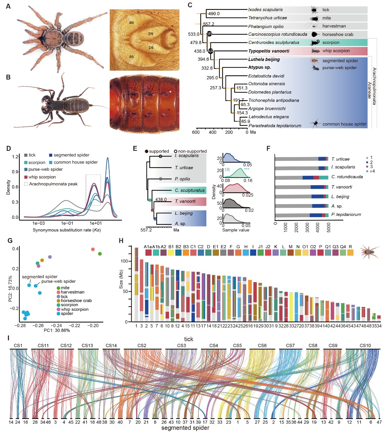 北京大学生命科学学院张蔚课题组与合作者揭秘蜘蛛纺器起源