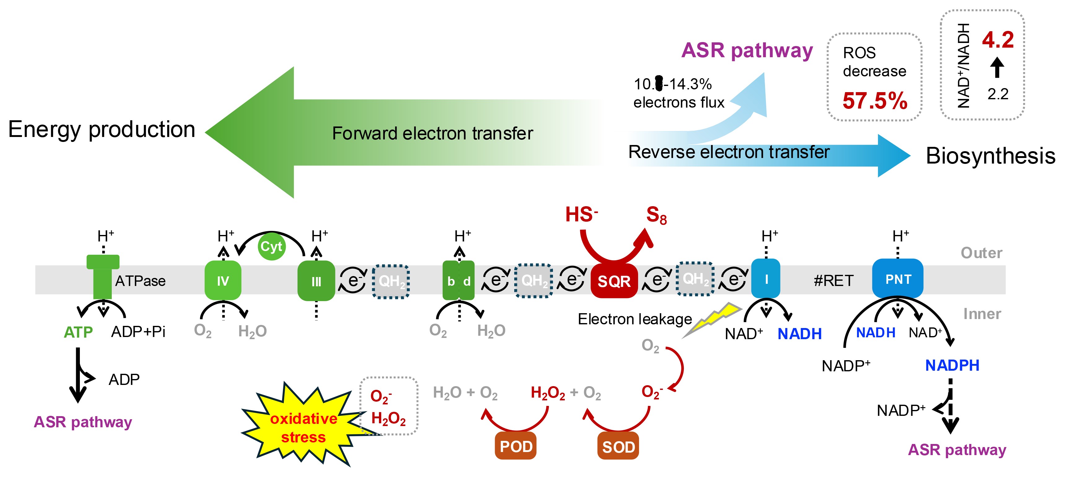 清华大学环境学院席劲瑛团队揭示极酸环境下微生物胞内硫氧化还原代谢协同新机制