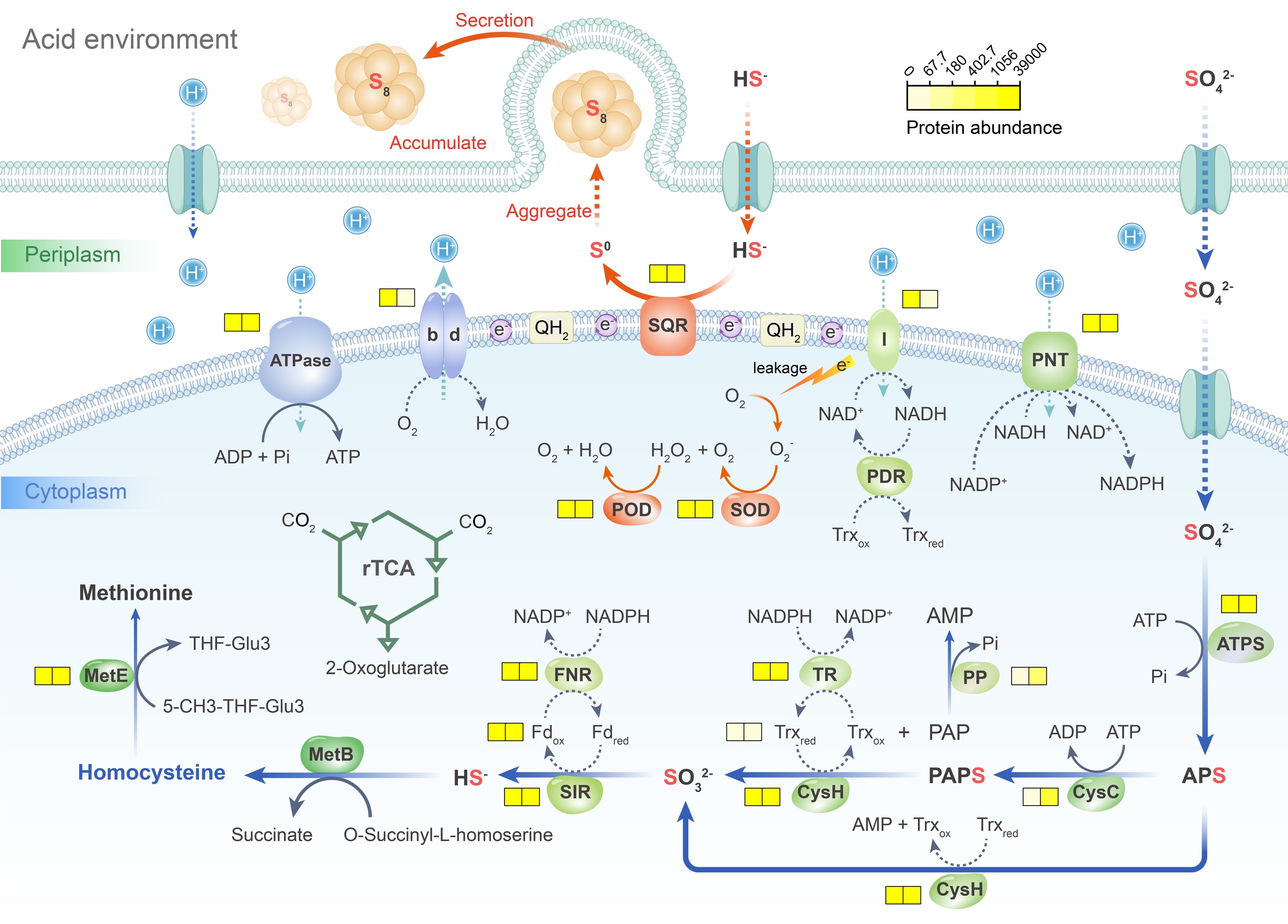 清华大学环境学院席劲瑛团队揭示极酸环境下微生物胞内硫氧化还原代谢协同新机制