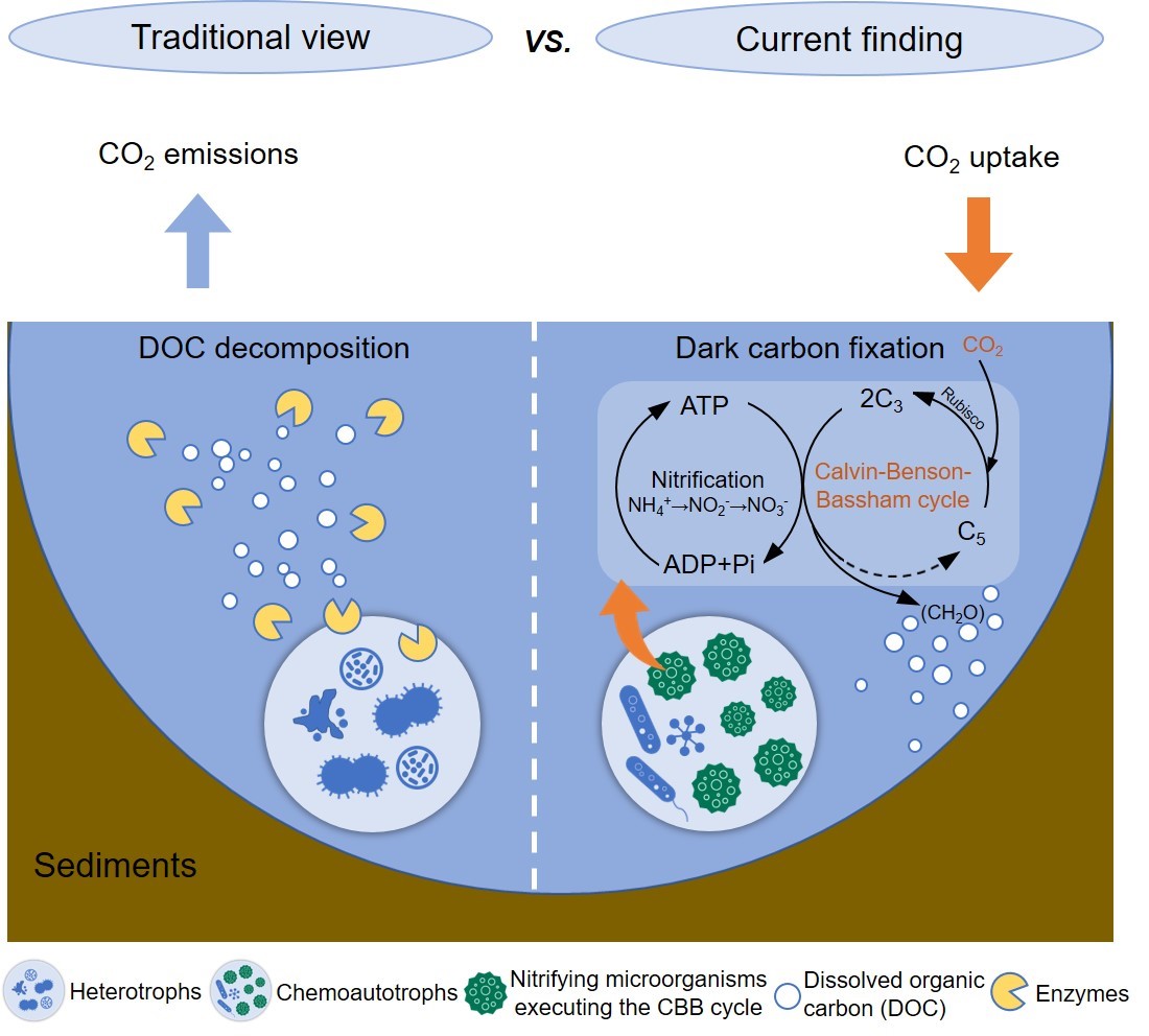 森环森保所阐明了青藏高原热融湖塘化能自养固碳过程及其调控机制
