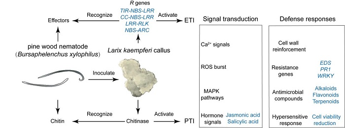 林业所研究团队建立落叶松抗松材线虫病早期评价体系