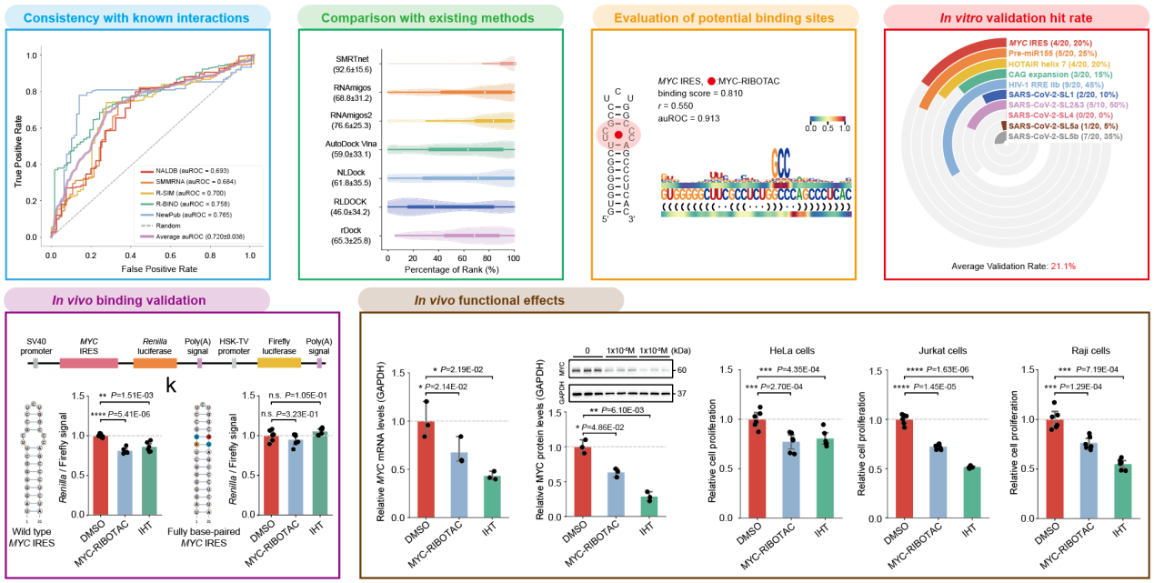 清华大学生命学院张强锋团队合作开发发现靶向RNA小分子药物的人工智能方法