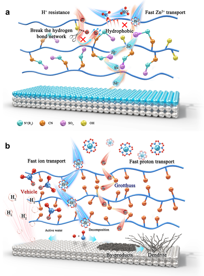 西安交大化学学院丁书江教授团队在水系锌金属电池领域取得重要进展