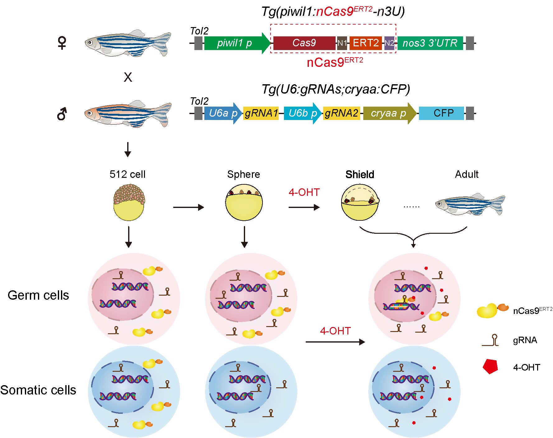 清华大学生命学院孟安明课题组开发斑马鱼时空特异性基因编辑系统