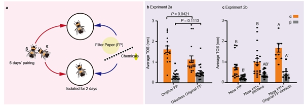 研究揭示工蜂生育需同时获得双重认证
