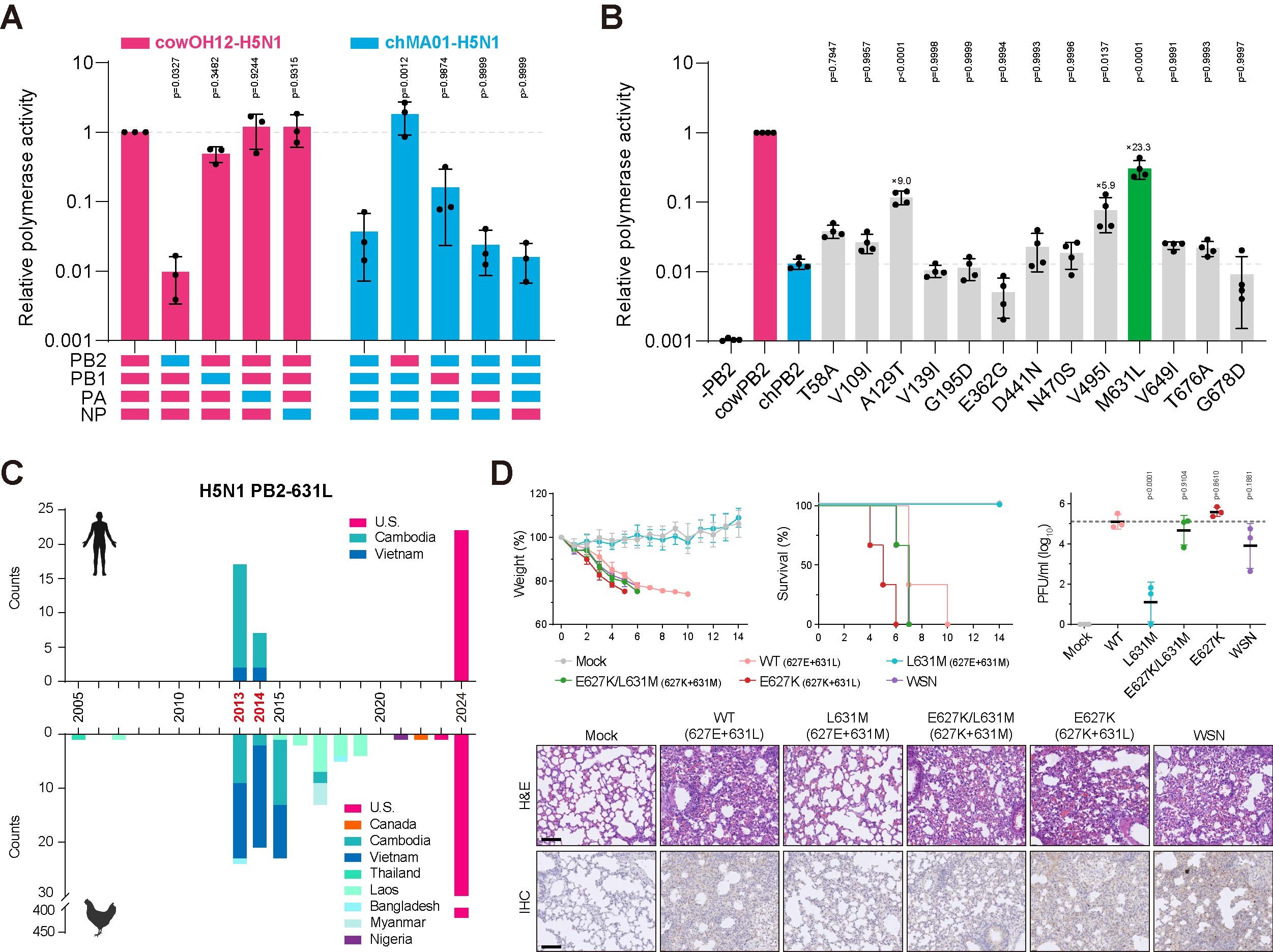 研究发现H5N1病毒在牛群中获得增强哺乳动物致病性的关键突变
