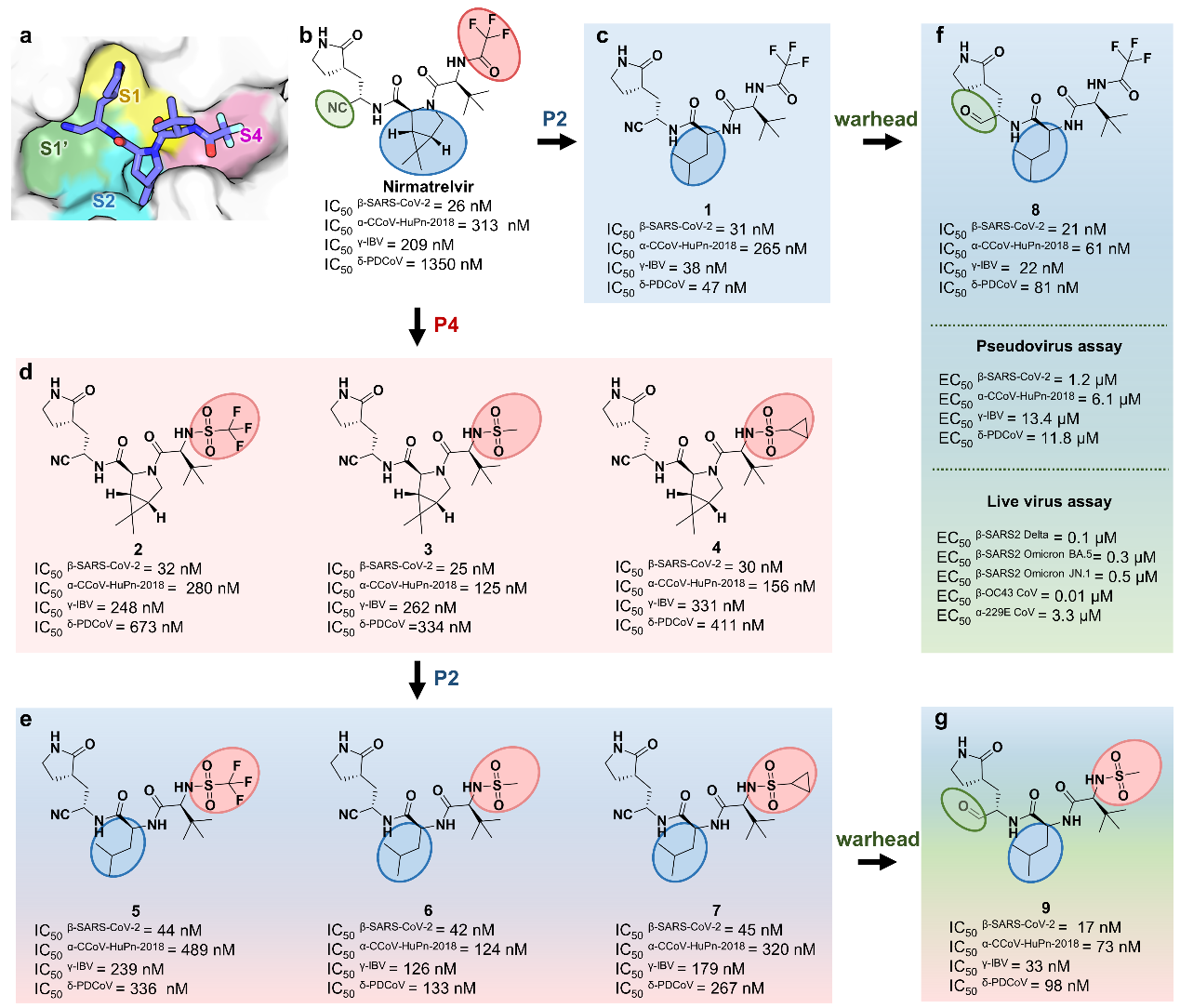 科学人员开发超广谱抗冠状病毒3CL蛋白酶抑制剂