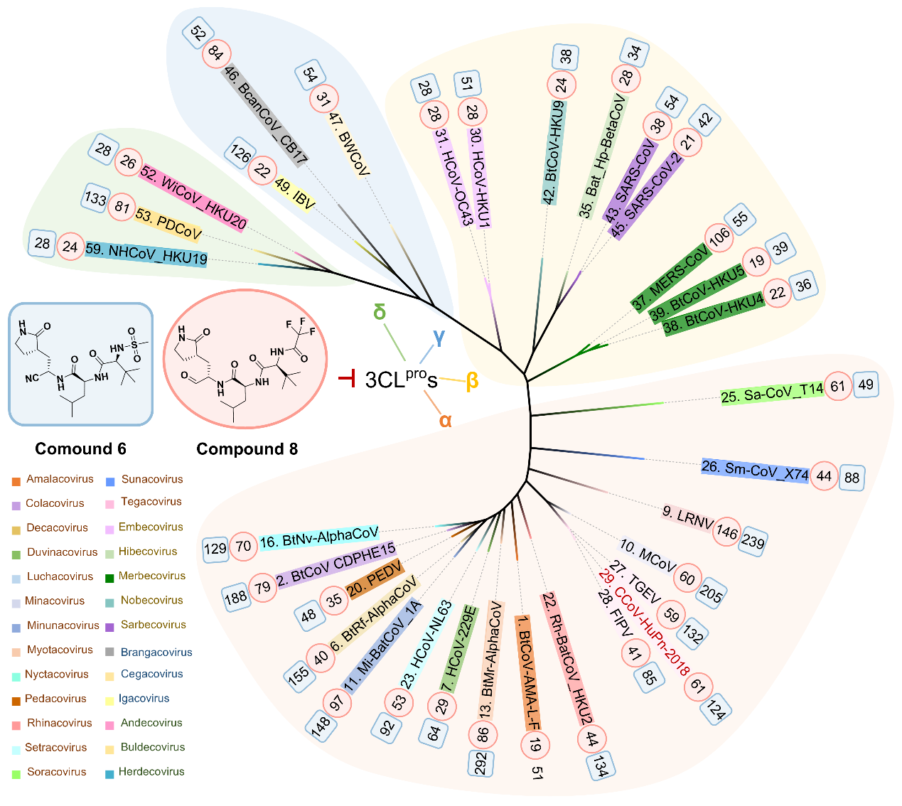 科学人员开发超广谱抗冠状病毒3CL蛋白酶抑制剂