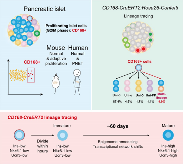 研究发现胰岛增殖细胞表面标志物