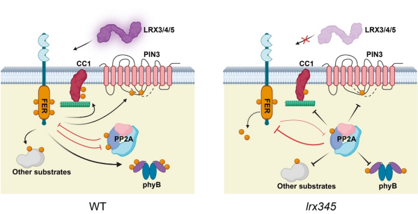 研究揭示激酶与磷酸酶“双向制衡”调控植物耐盐性的分子机理
