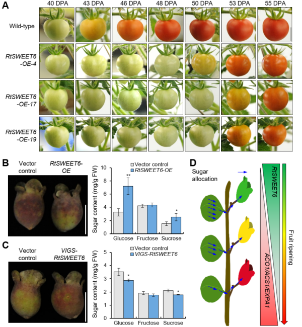 研究发现桃金娘果实糖分积累与成熟调控机制