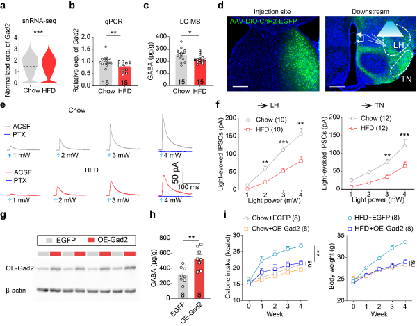 研究发现高脂饮食导致外侧隔核功能失调进而加剧肥胖的新机制
