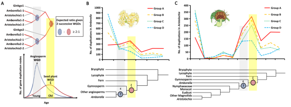 科学家利用剂量敏感基因追溯被子植物和种子植物祖先多倍化事件
