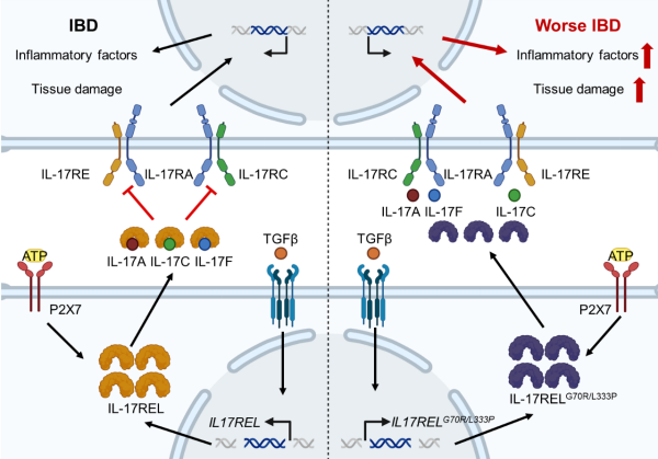天然“诱饵受体”治疗炎症性肠病新机制获揭示