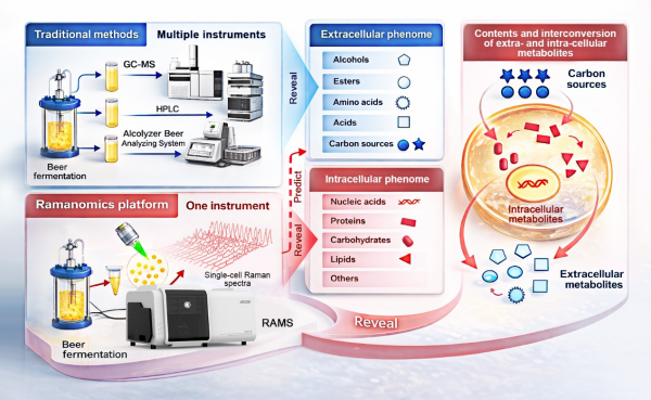 研究提出“过程拉曼组”技术助力啤酒发酵过程智能监控