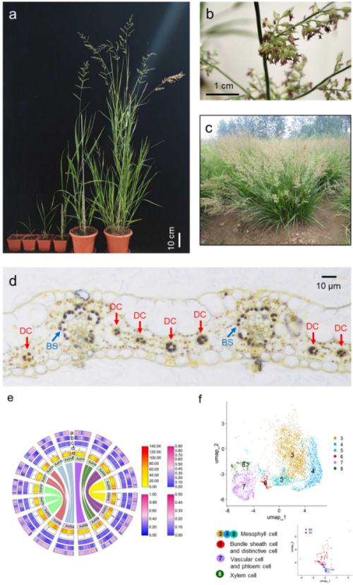 研究解析野古草基因组