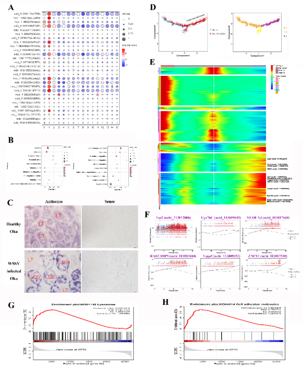 甲壳动物抗病毒免疫的细胞和分子基础研究取得进展