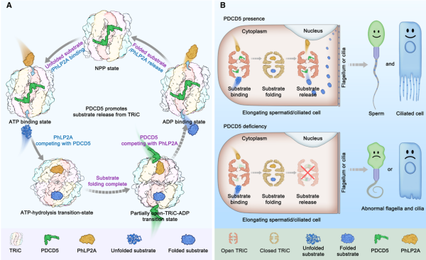 研究发现纤毛和鞭毛中PDCD5促进TRiC复合物的底物释放