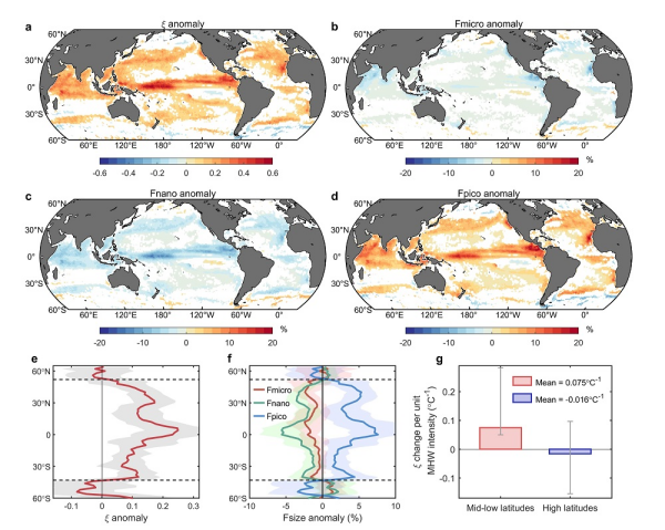 海洋热浪影响全球浮游植物粒径结构研究取得进展