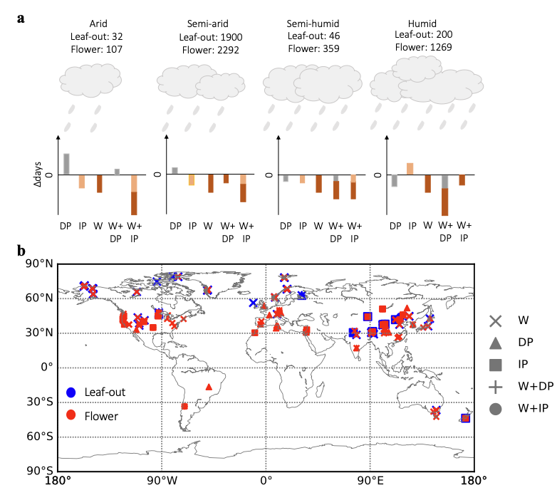 研究发现植物功能群与干旱程度调节植物物候对气候变化的响应