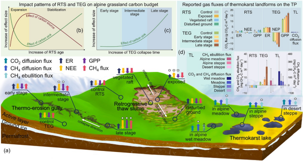 青藏高原热喀斯特地貌对高寒生态系统碳动态影响研究获进展