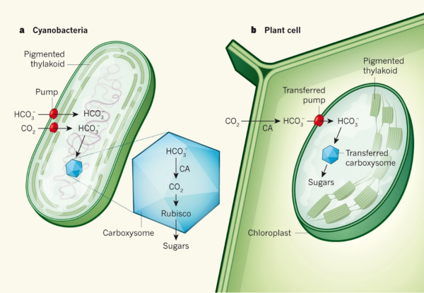 科研人员破解真核生物光合碳浓缩机制