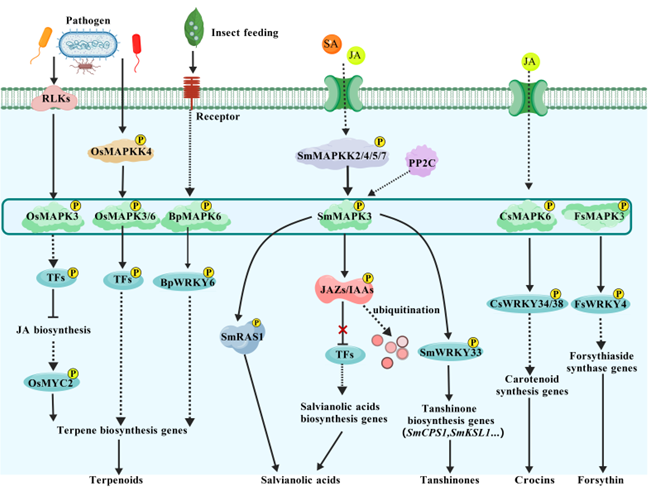 重要次生代谢产物合成调控与植物抗逆研究取得系列进展