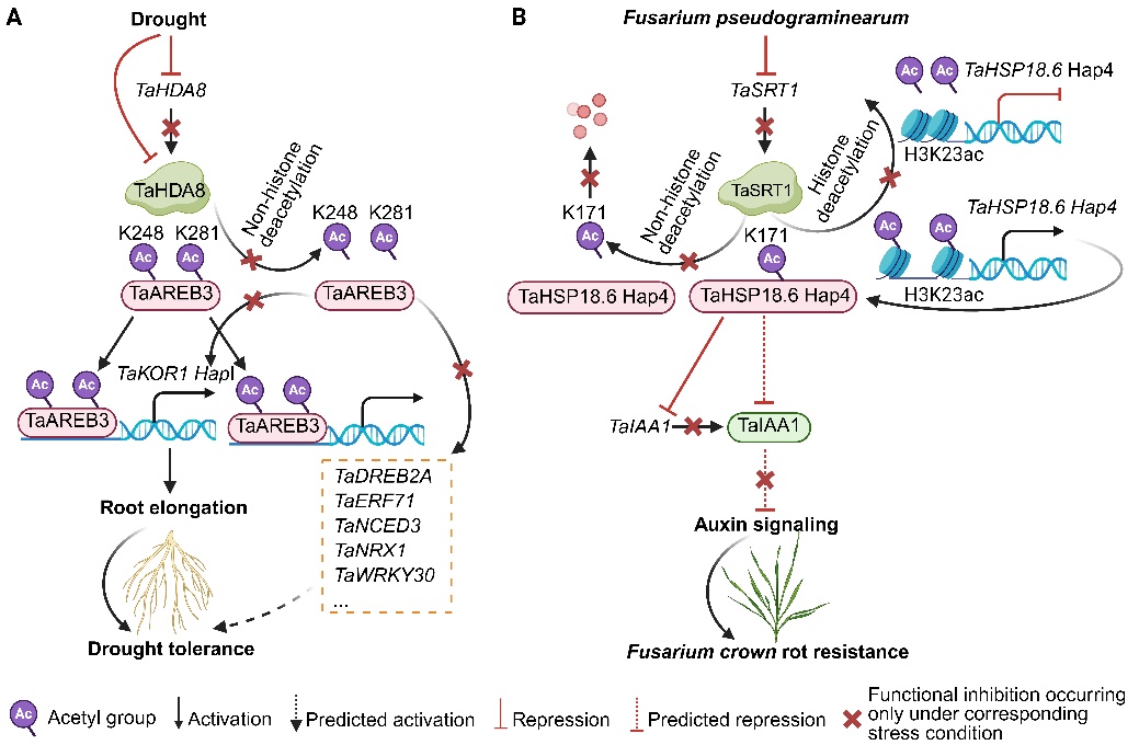 重要次生代谢产物合成调控与植物抗逆研究取得系列进展