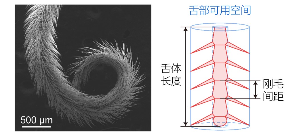 研究破译熊蜂觅食分工机制