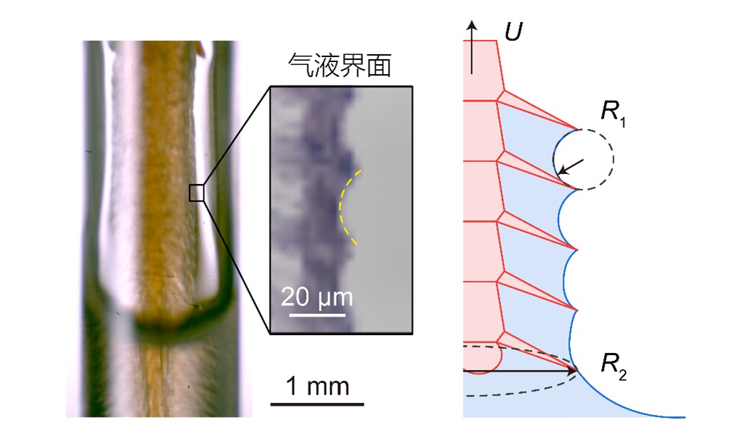 研究破译熊蜂觅食分工机制