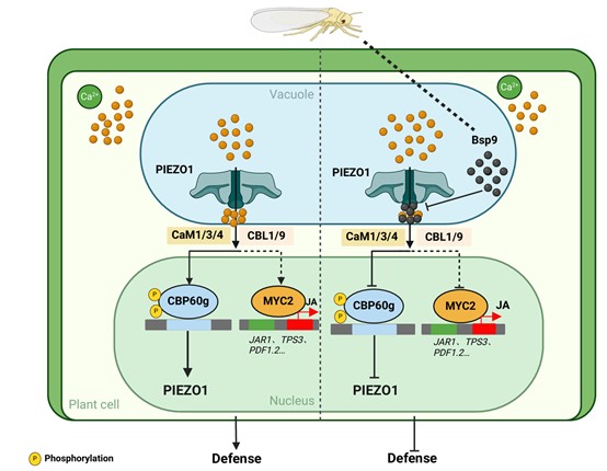 研究提出植物力学抗虫免疫新机制