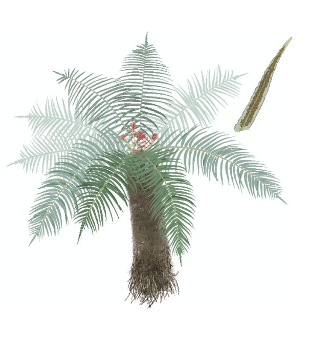 研究解析苏铁蕨基因组透视蕨类植物演化与保护